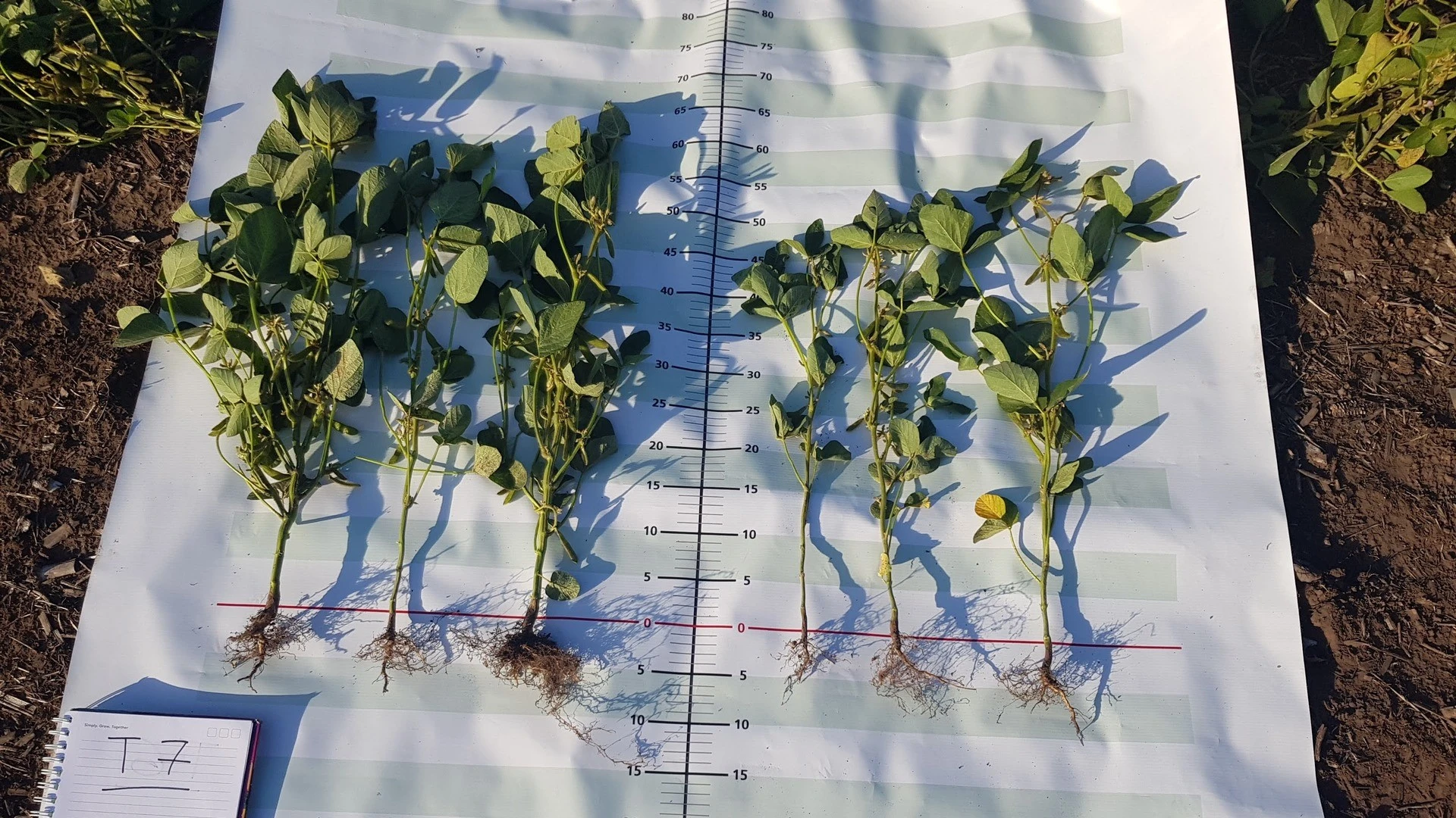 Evaluacion de cosecha