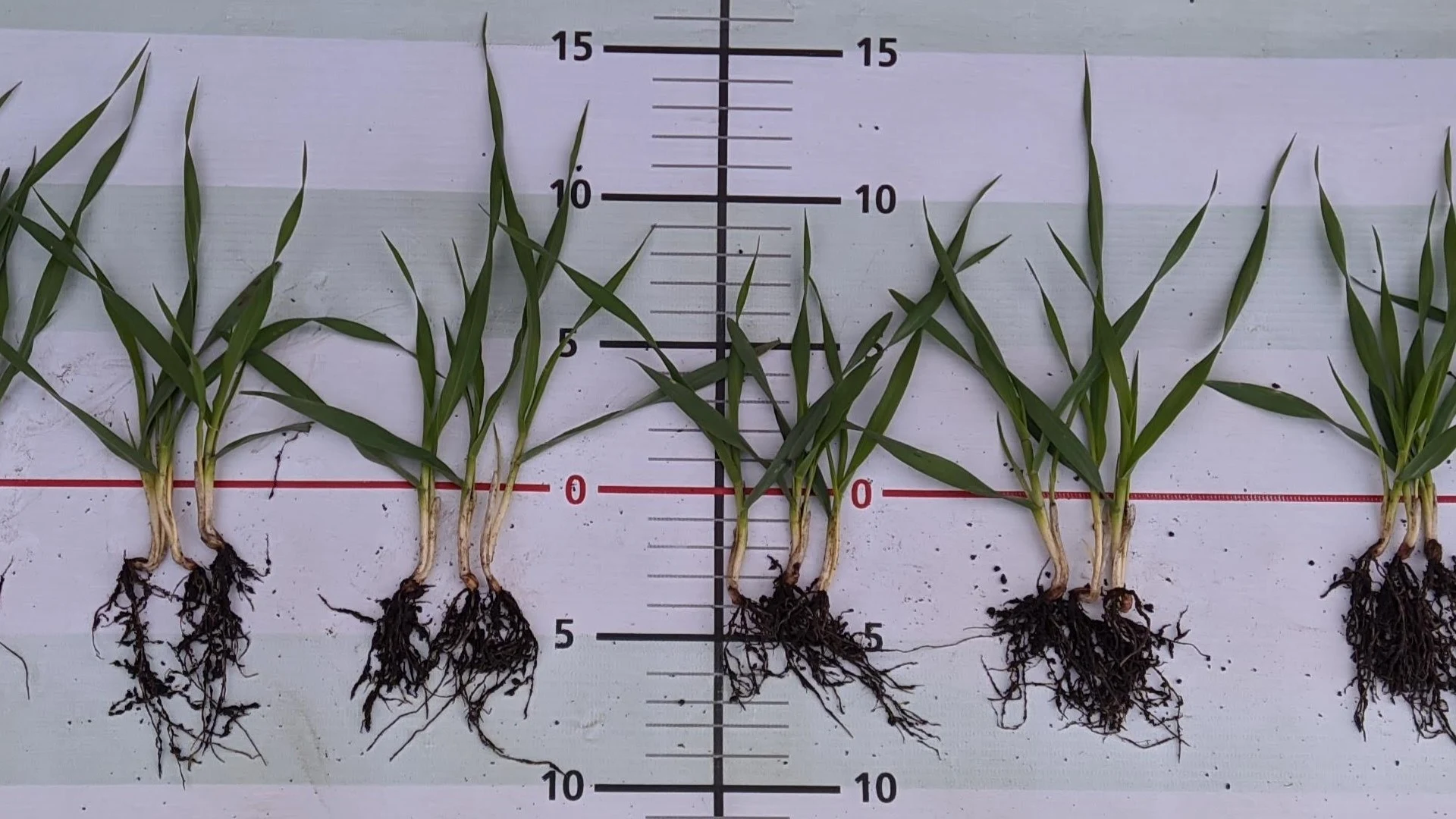 Evaluacion de cosecha